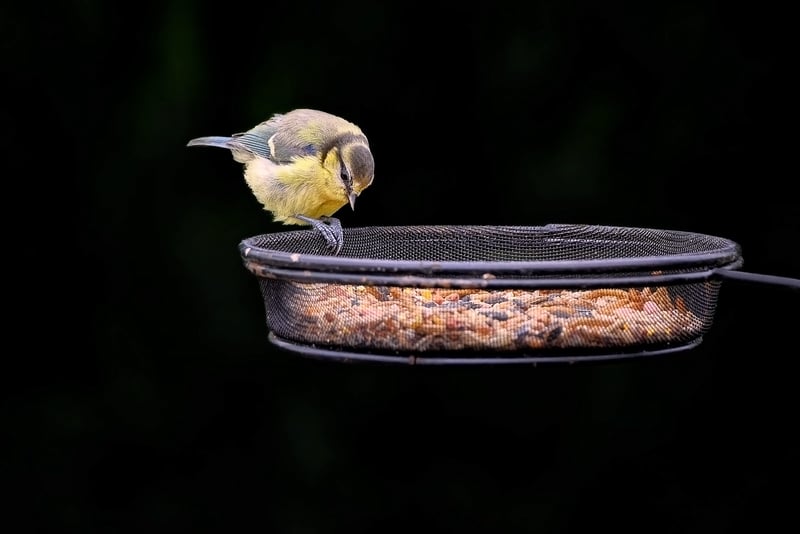 Teacup Bird Feeders